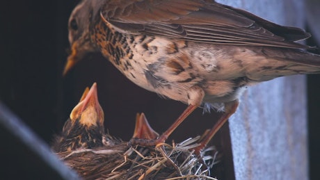 Bird taking care of the chicks in the nest.
