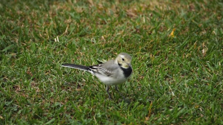 Bird walking on the grass.