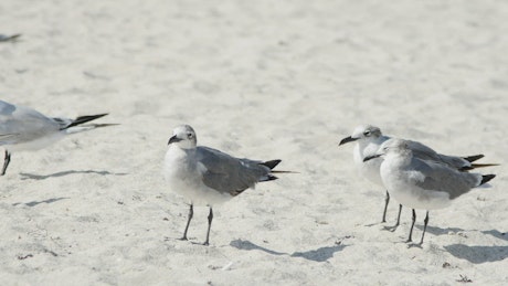 Birds standing on the beach sand.