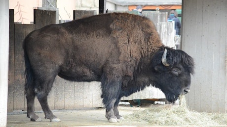Bison eating in a stable