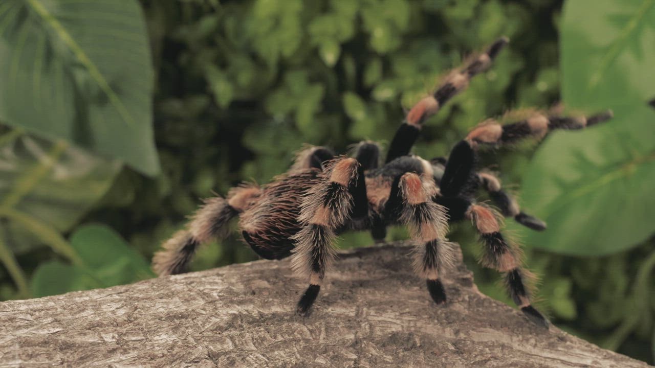 Black and orange tarantula walking, c live draw super wuhan loseup