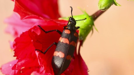 Black and red beetle on a red flower.