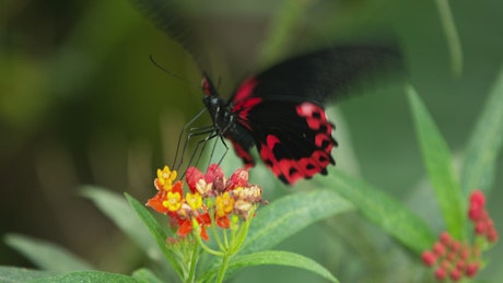 Black and red butterfly fluttering on a flower.
