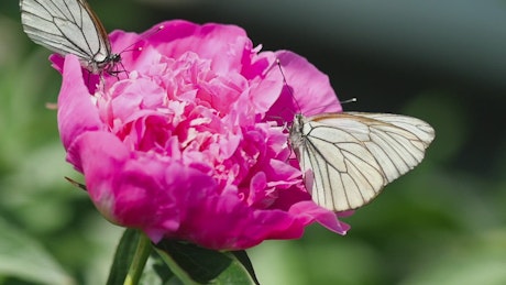 Black and white butterfly on a pink flower.