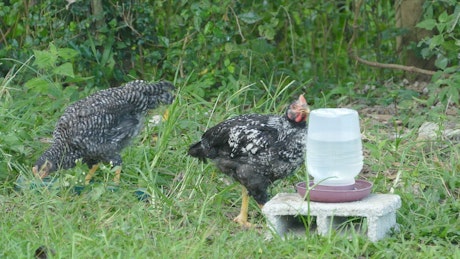 Black and white chickens at a farm.