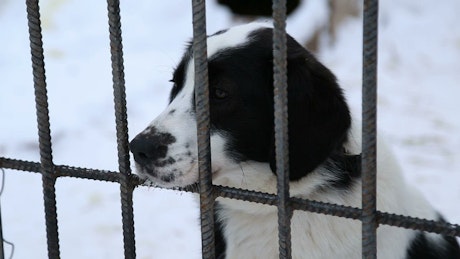 Black and white dog sitting behind bars.