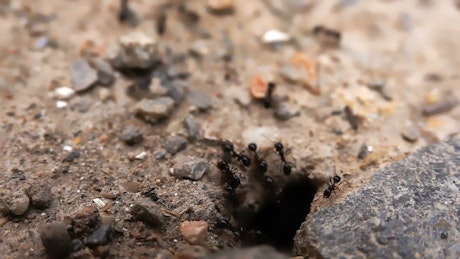 Black ants near its anthill.