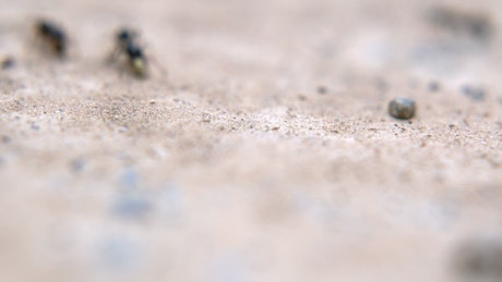 Black ants working, macro close up.