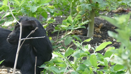 Black baby goat eating leafs.