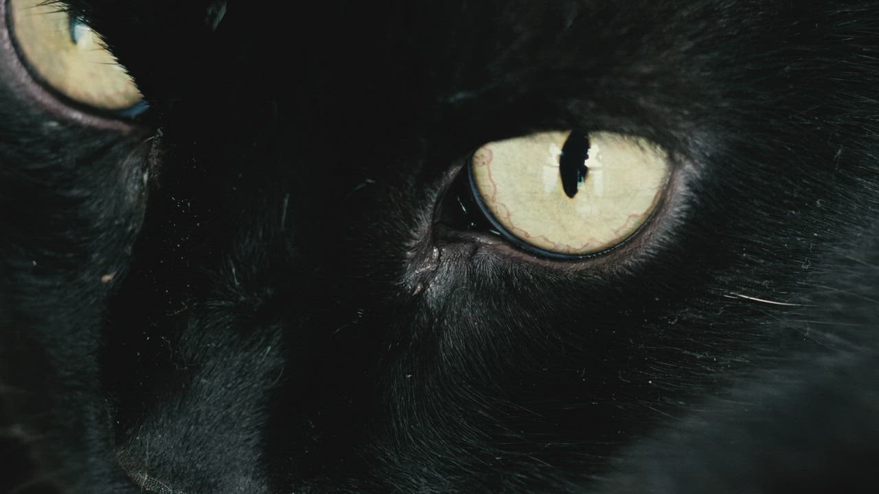 Kucing hitam dengan mata kuning LIVE DRAW