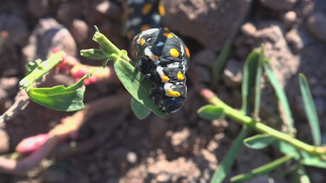 Black caterpillar eating a plant
