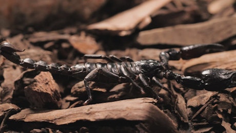 Black scorpion walking closeup.