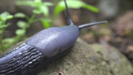 Black slug crawling on a rock
