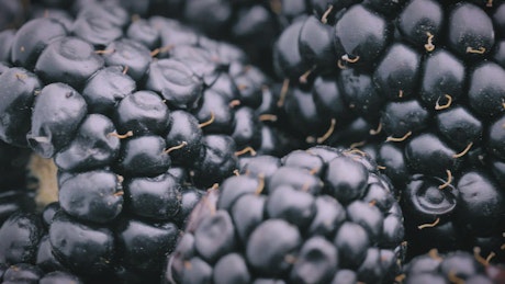 Blackberries in detail.