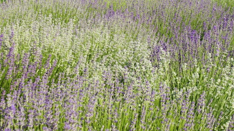 Blooming lavender flowers on a sunny day.