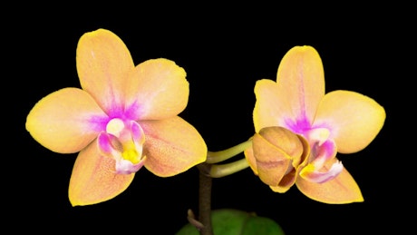 Blooming yellow orchid.