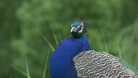 Blue beacock looking around