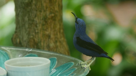 Blue bird on a bird feeder.