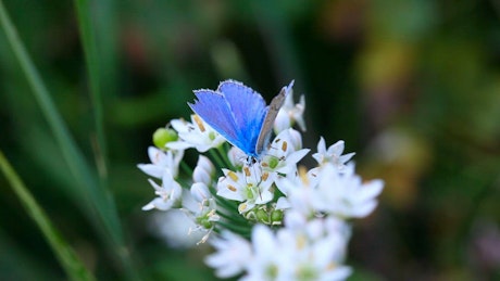 Blue butterfly over white flowers.