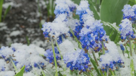 蓝花被雪覆盖