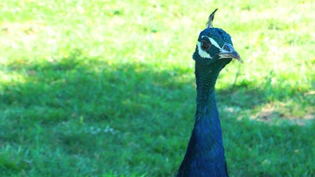 Blue peacock looking around
