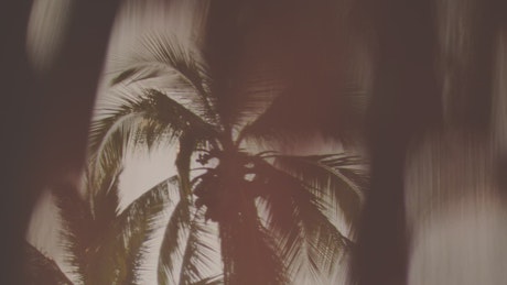 Blurred palm tree.