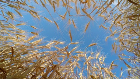 Bottom view of golden wheat and the blue sky