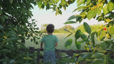 Boy standing in farmland