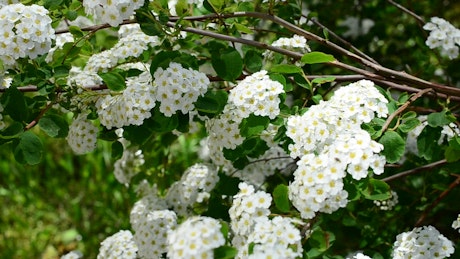 Branches of a tree with leaves and many flowers.