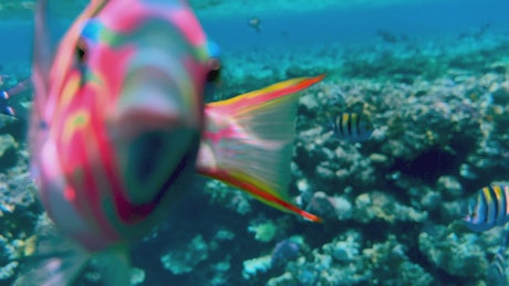 珊瑚礁上，色彩鲜艳的热带鱼游近镜头