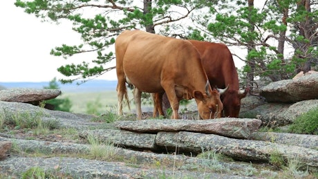 Brown cows pasturing in the countryside.