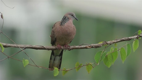 Brown dove in a tree