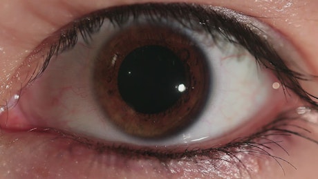 Brown eye closeup