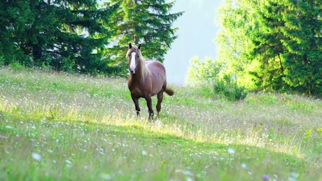 Brown horse on a wildflower meadow.