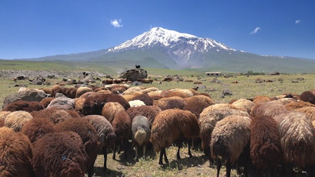 Brown sheep herd with a snowy mountain in the background.