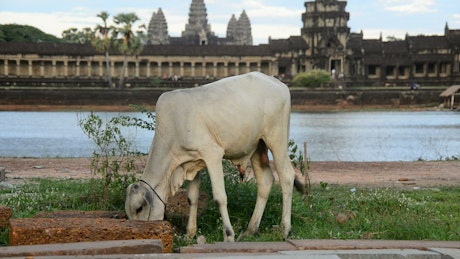 Bull eating in front of a temple in Cambodia.