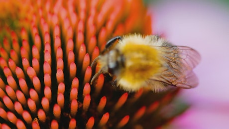 Bumblebee walking on flower closeup.