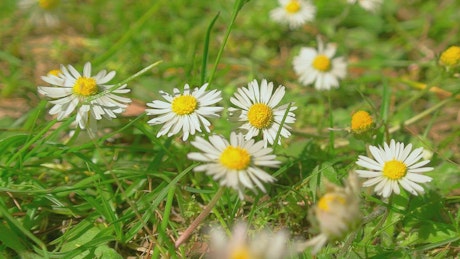 Bunch of daisies in a park.