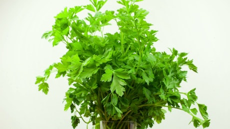 Bunch of parsley.