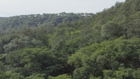 Bushy forest in an aerial shot.