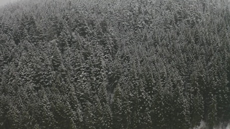 Bushy pinar during winter