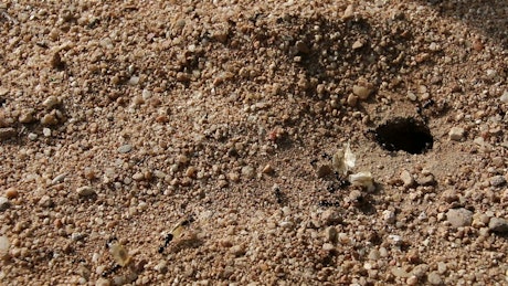 Busy ant colony carrying food into an ant nest.
