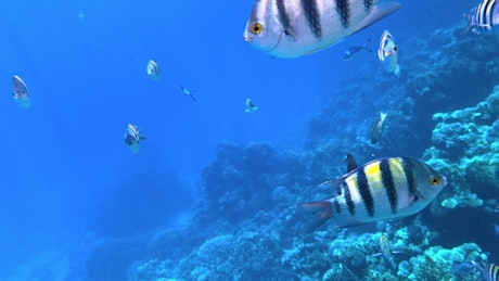 繁忙的珊瑚礁上充满了奇异的鱼类