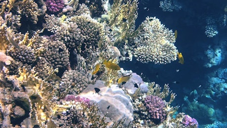 Busy sea life along a coral reef in the tropics.
