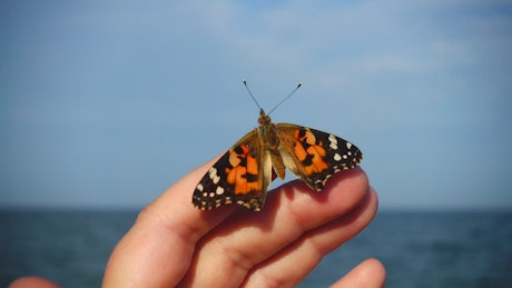 Butterfly on a finger