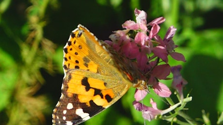 Butterfly on a pink wildflower
