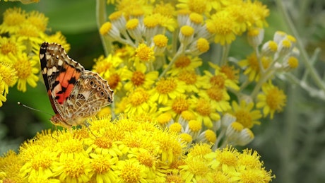 Butterfly on small yellow flowers.