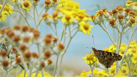 Butterfly on yellow flowers.