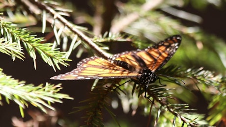 Butterfly resting on a branch