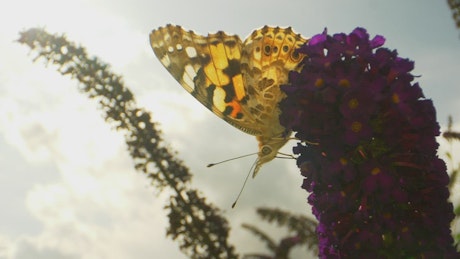 Butterfly resting on a flower